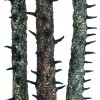 Burnt Trees Detail.jpg